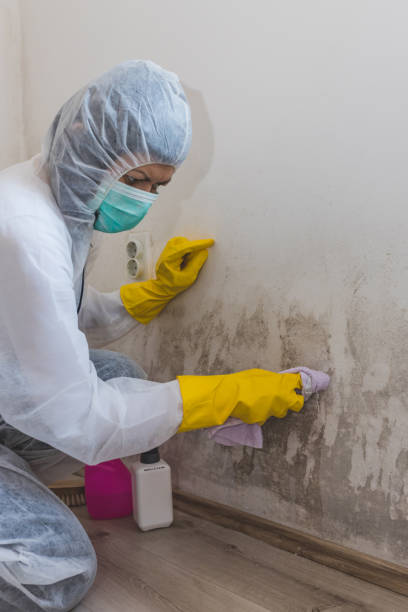 Best Mold Odor Removal Services  in Tucson Mountains, AZ
